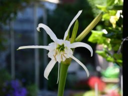 Hymenocallis festalis